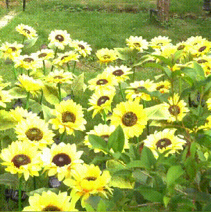 Solar Sunflower Lights